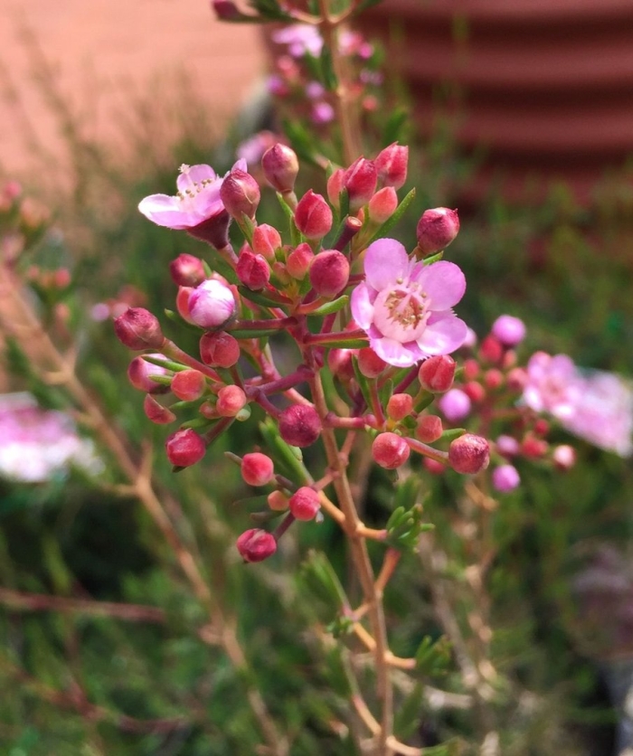 Хамелациум восковой мирт