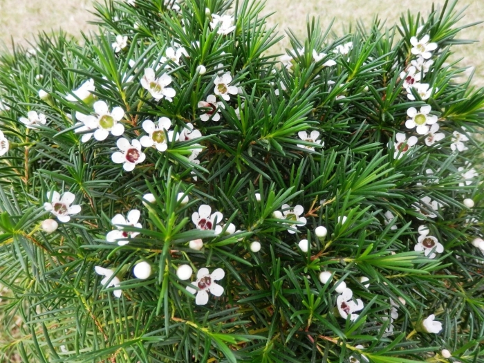 Хамелациум восковой мирт