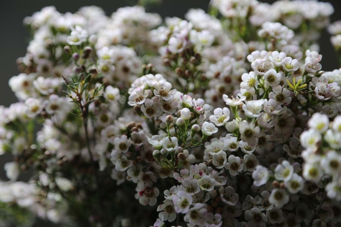 Хамелациум восковой мирт