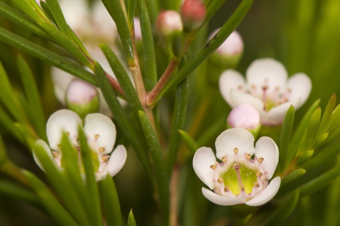 Хамелациум восковой мирт