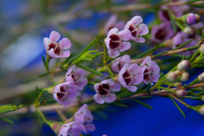 Хамелациум восковой мирт