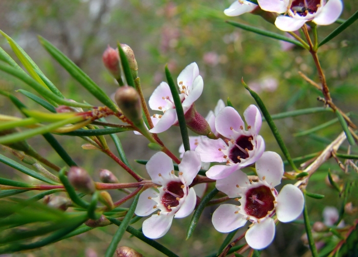 Хамелациум мунлайт