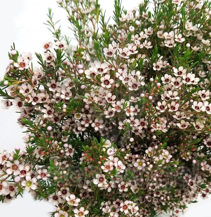 Мирт хамелациум