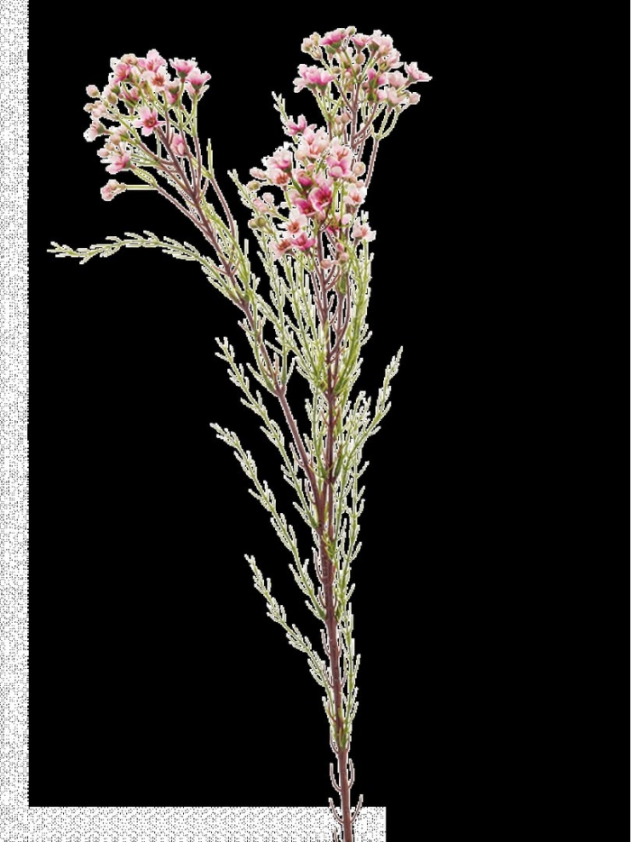 Лимониум anouchka diamond