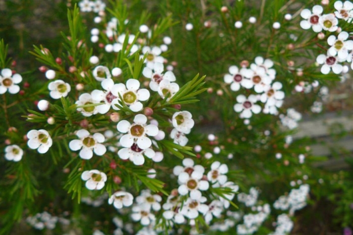 Хамелациум восковой мирт