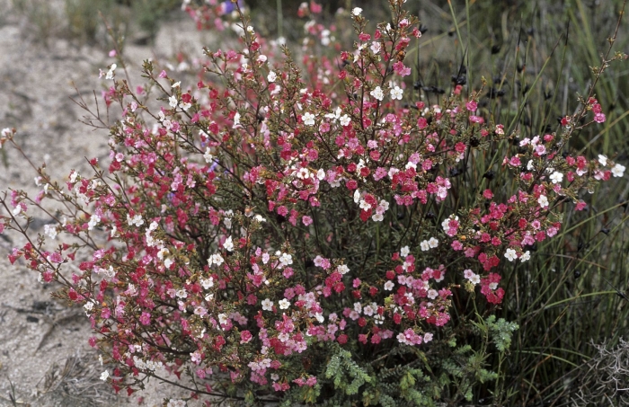 Leptospermum scoparium