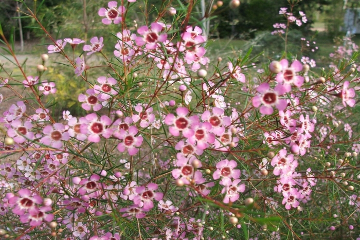 Chamelaucium uncinatum
