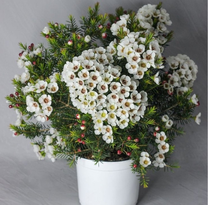 Хамелациум ваксфлауэр