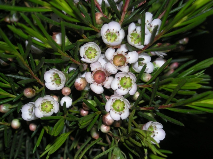 Хамелациум восковой мирт