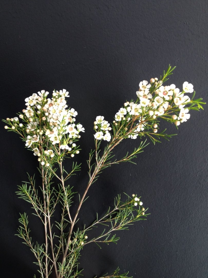 Ваксфлауэр белый