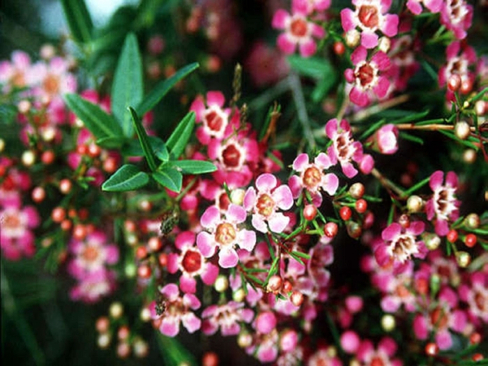 Хамелациум восковой мирт