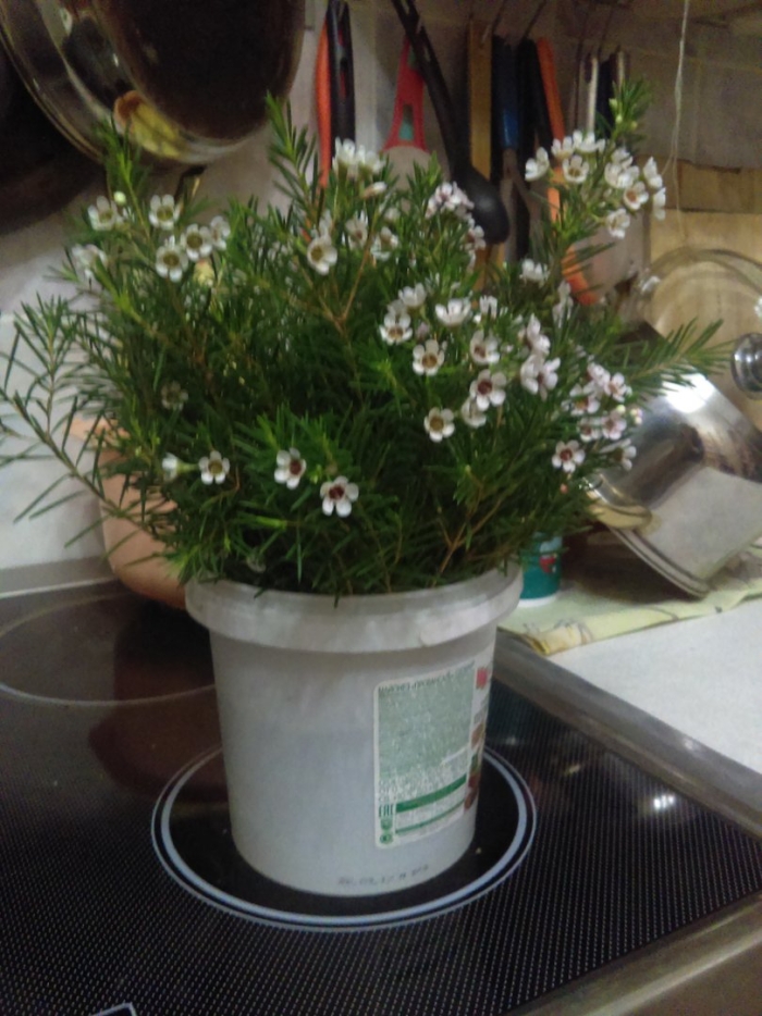 Хамелациум восковой мирт