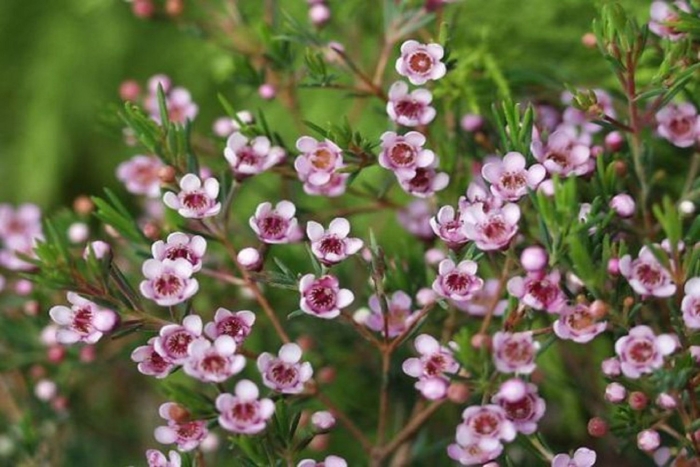 Leptospermum rotundifolium