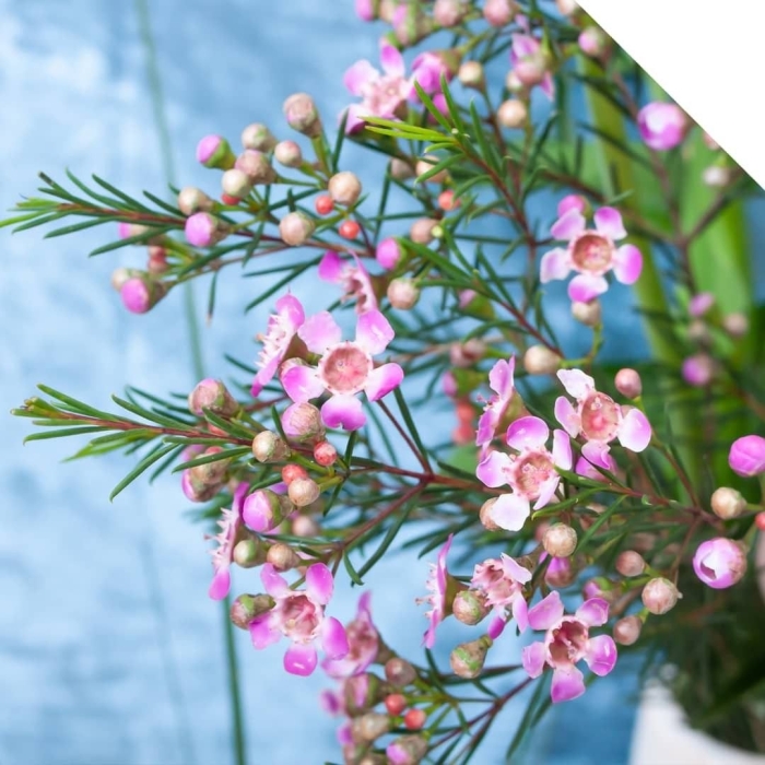 Хамелациум хвойник