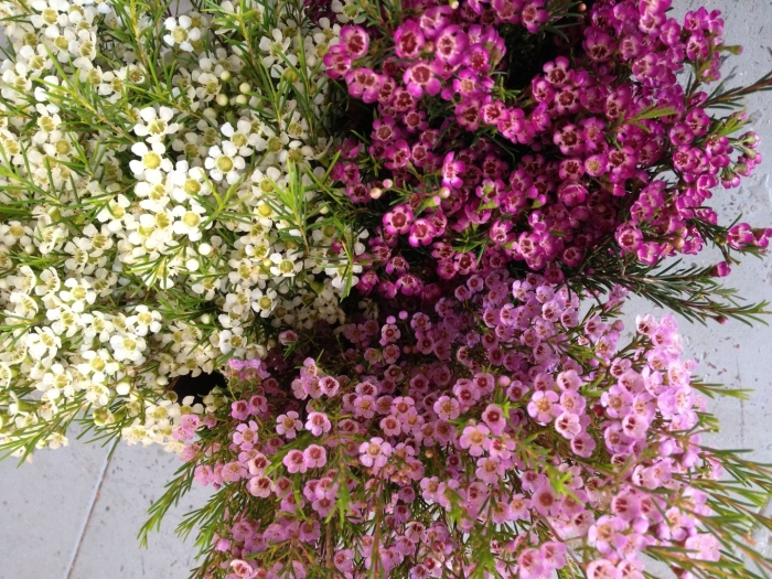 Хамелациум цветок