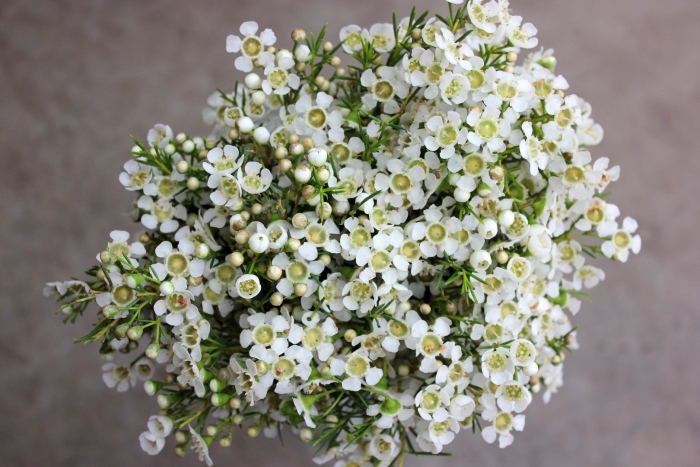 Хамелациум денмарк перл