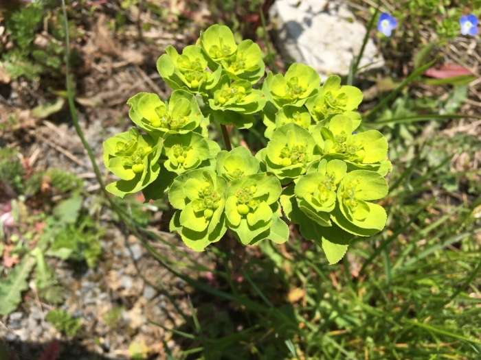 Молочай широколистный