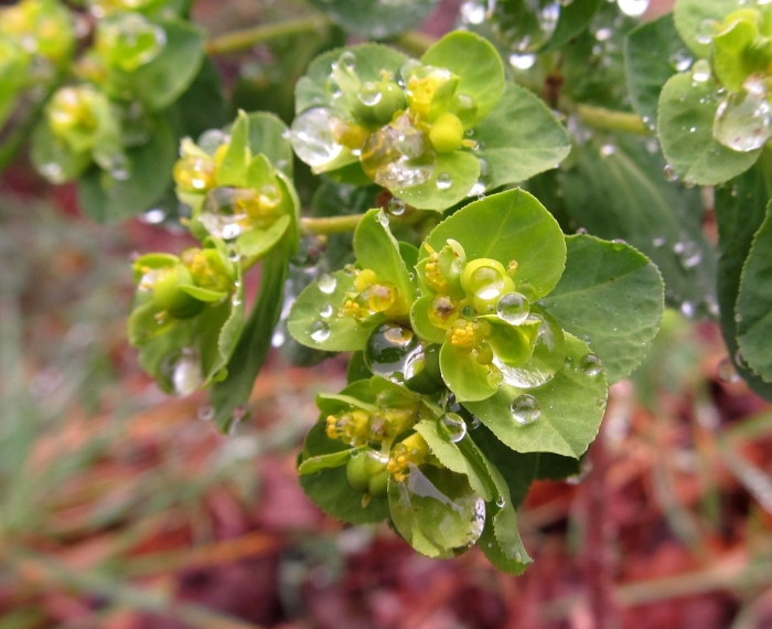 Euphorbia helioscopia молочай солнцегляд
