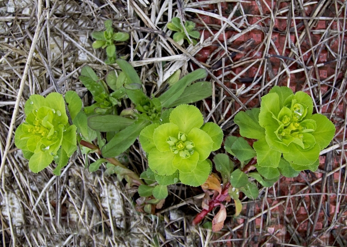 Euphorbia helioscopia молочай солнцегляд