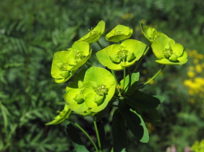 Молочай кипарисовый euphorbia cyparissias