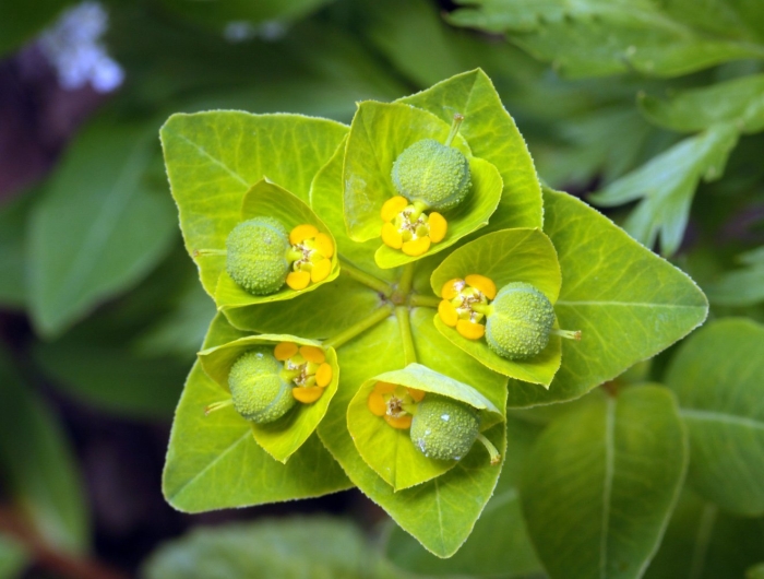 Euphorbia paralias