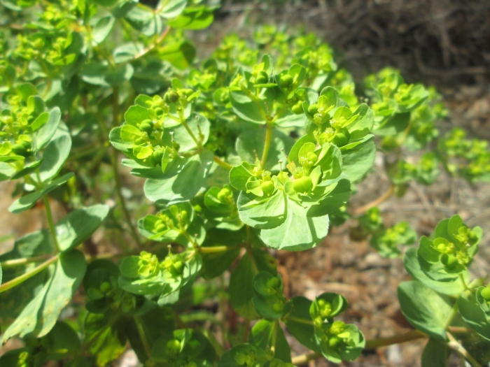 Euphorbia helioscopia subsp