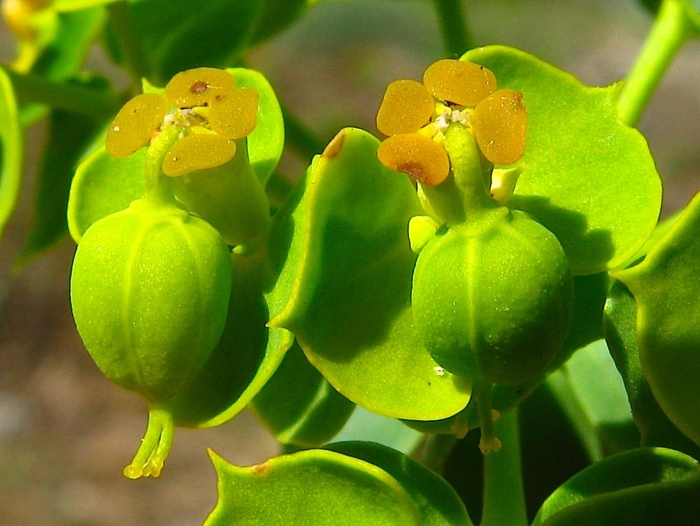 Молочай euphorbia seguieriana