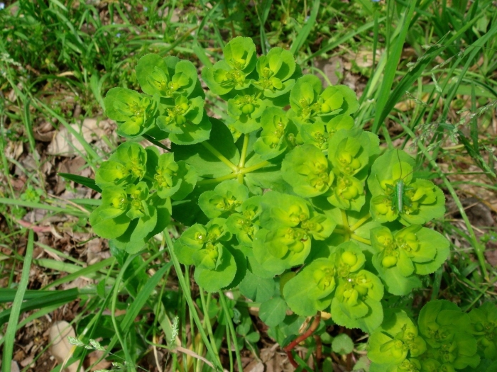 Euphorbia helioscopia молочай солнцегляд