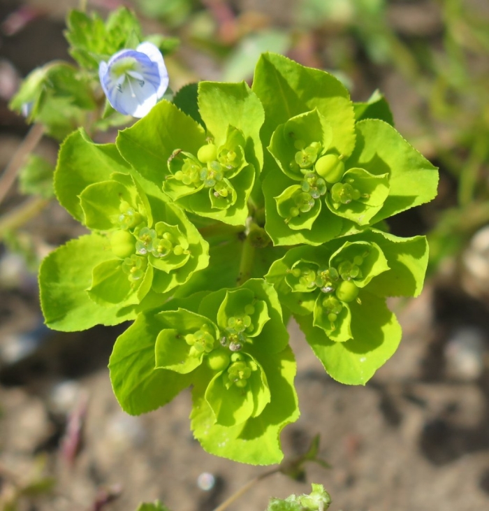 Молочай огородный