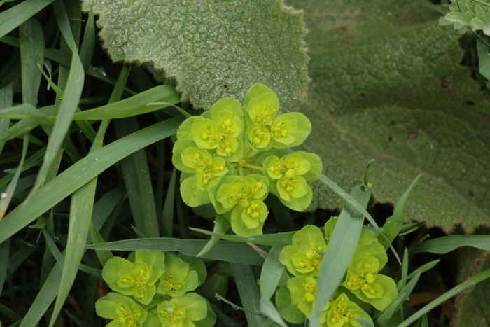 Euphorbia helioscopia