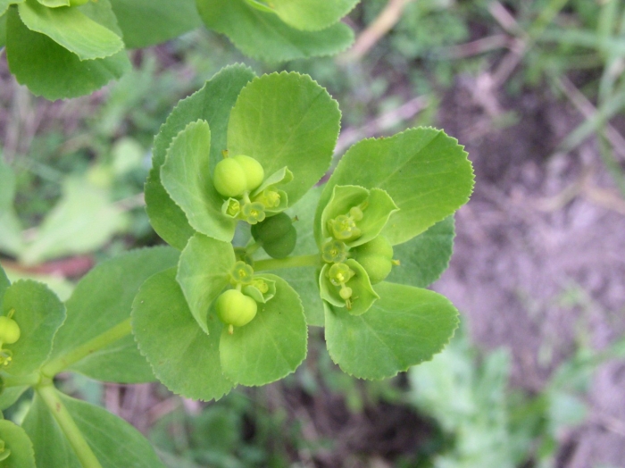Euphorbia helioscopia