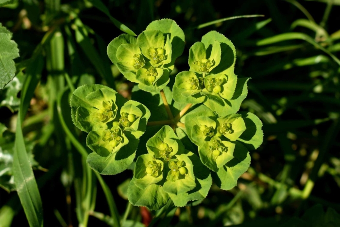 Молочай солнцегляд (euphorbia helioscopia l.)