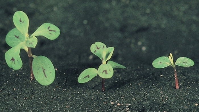 Veronica arvensis всходы