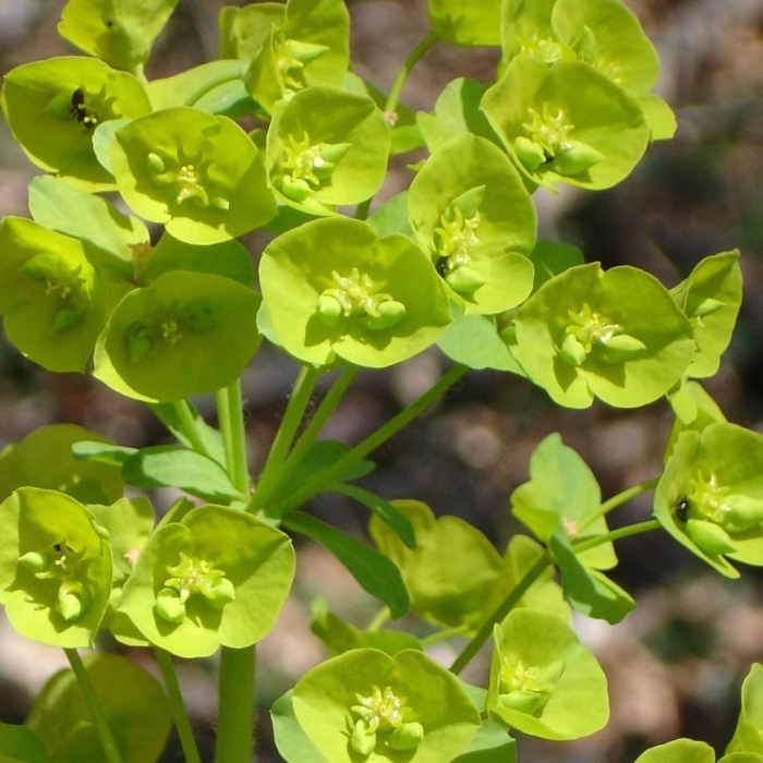 Молочай (euphorbia)