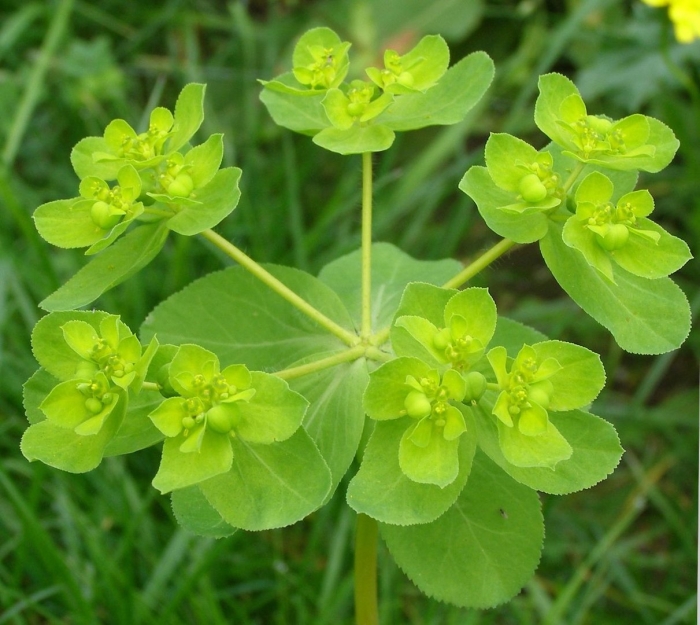 Молочай солнцегляд (euphorbia helioscopia l.)