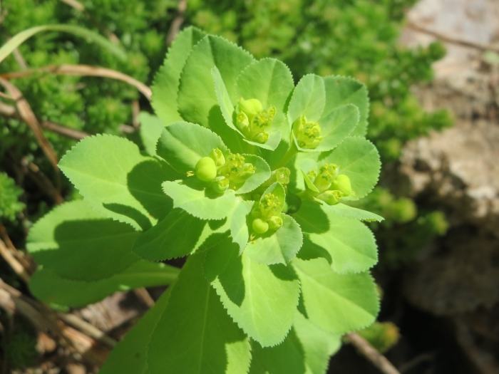 Euphorbia helioscopia молочай солнцегляд