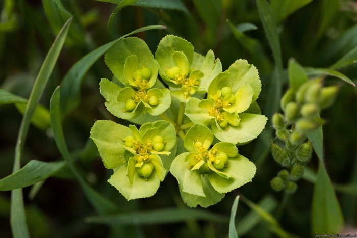 Молочай солнцегляд (euphorbia helioscopia l.)