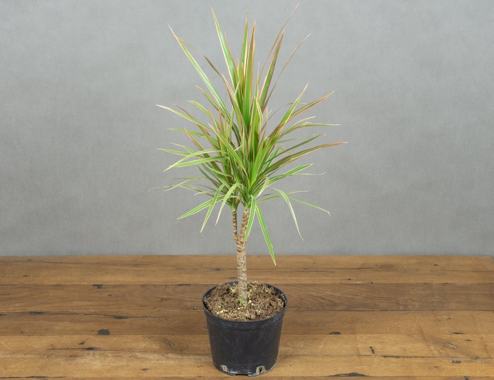 Драцена маргината