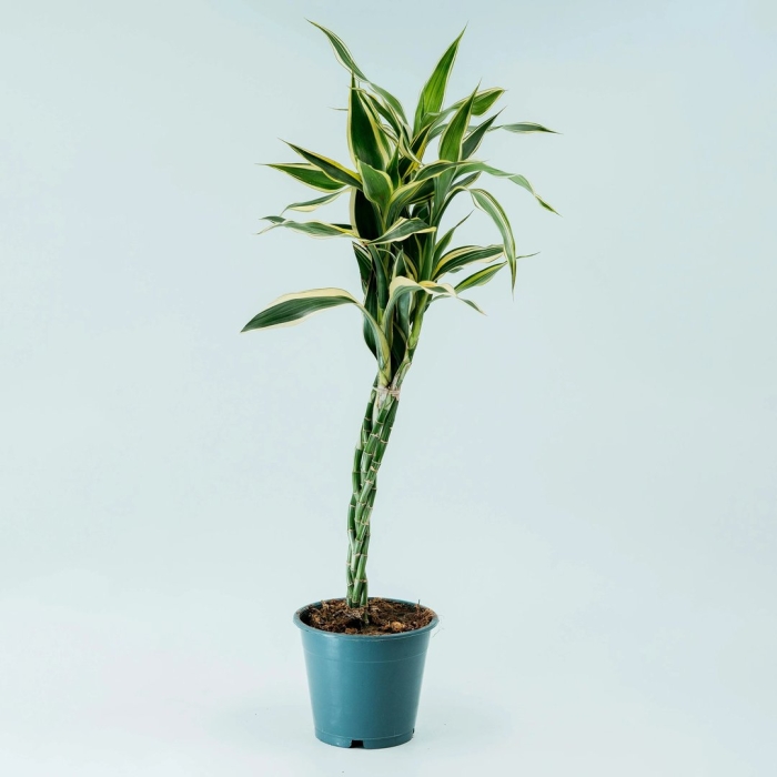 Драцена твист