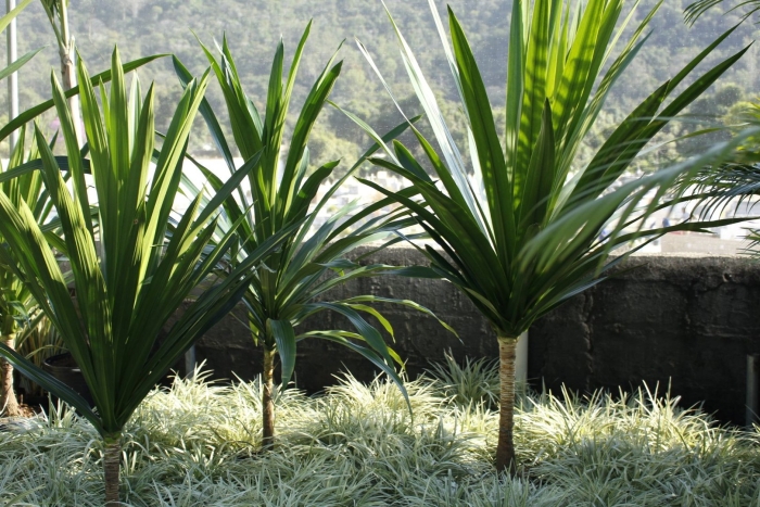 Кордилина южная cordyline australis
