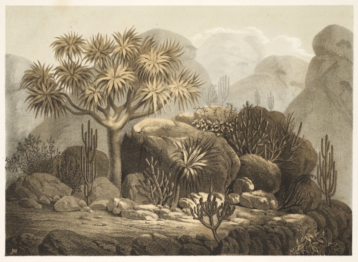 Саговники мезозой