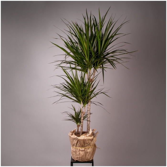 Драцена маргината санрей