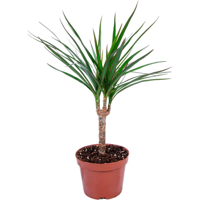 Растение драцена маргината