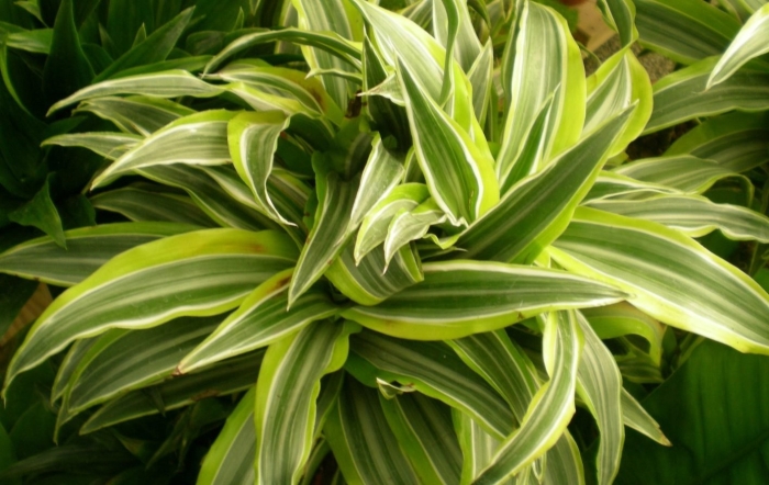 Драцена лемон лайм