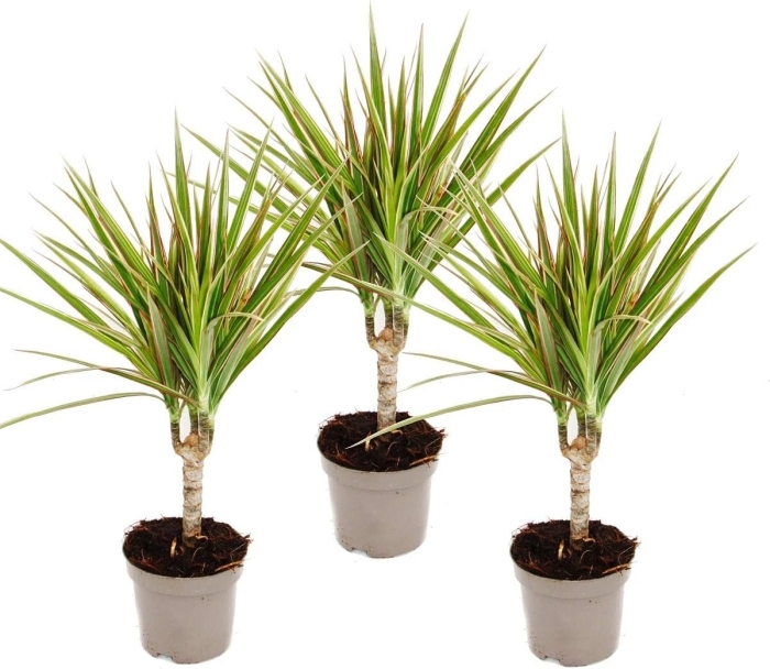 Драцена окаймленная (dracaena marginata.)