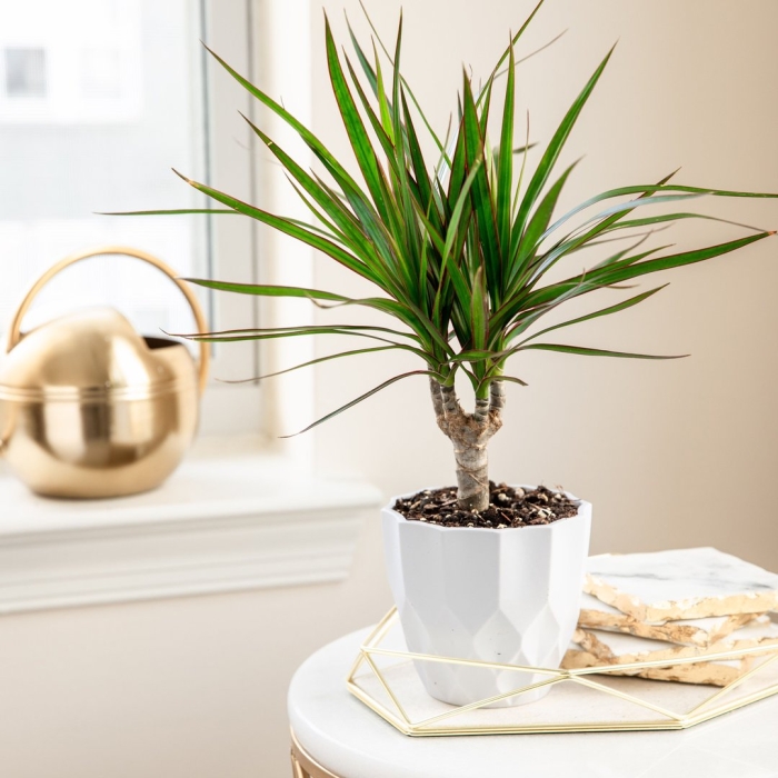 Драцена маргината