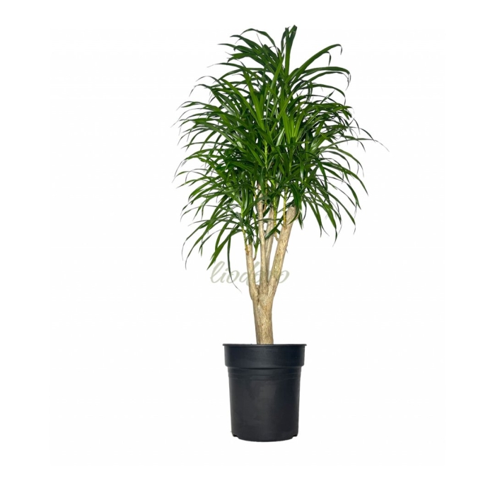 Драцена анита