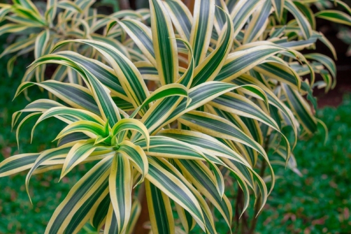 Dracaena reflexa