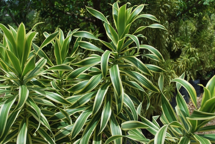 Dracaena sanderiana