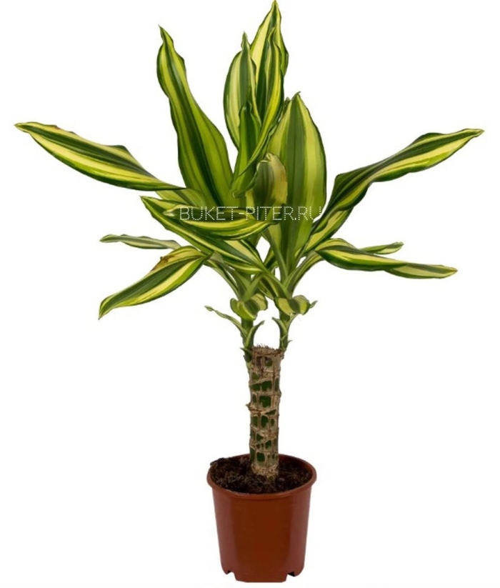 Драцена голден коаст